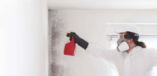 Best Localized Mold Remediation (e.g., coastal areas, humid climates) in La Vergne, TN